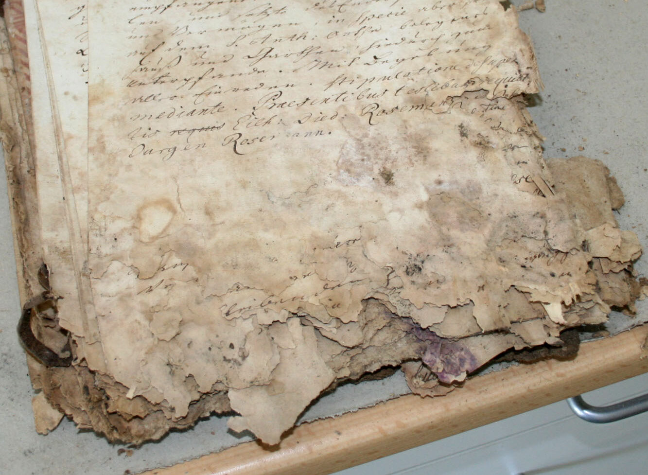 Starker Schimmelbefall an einer historischen Akte mit Celluloseabbau und brüchigen Papierkanten in einer Restaurierungswerkstatt